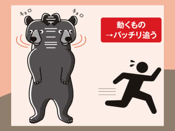 クマの視力は人より低い？ それでも獲物を逃さない驚異の視覚システムとは【眠れなくなるほど面白い 図解 クマの話】