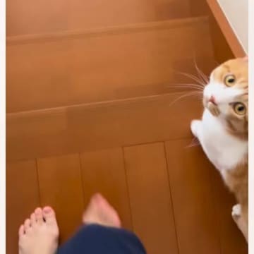 一緒に階段を降りようとする猫に『イタズラ』を仕掛けてみたら…可愛すぎるリアクションが37万再生「大好きなんだね」「視線が愛おしい」