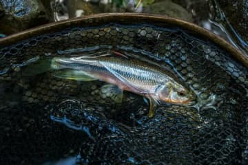 【渓流釣り】落ちパク！　入れ食いだったのは、狙っていたアマゴじゃなかったけれど……