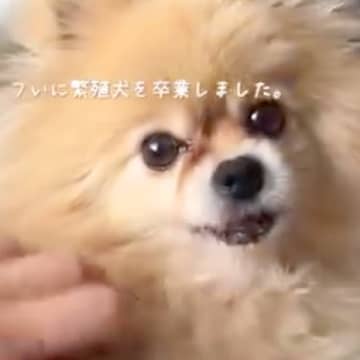 医者から『本当に4歳ですか？』と言われるほどボロボロな元繁殖犬…涙が止まらない『現在の光景』に反響「本当に頑張った」「褒めてあげたい」