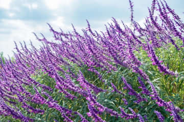 10月29日の花とは？【366日の誕生花と幸せの花言葉】