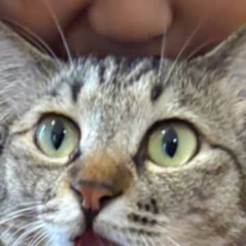 女の子に抱っこされたネコ→頭を"吸われて"…次の瞬間見せた『まさかの表情』に２万いいね「100点満点」「何すんのよぉぉって顔ｗ」と話題