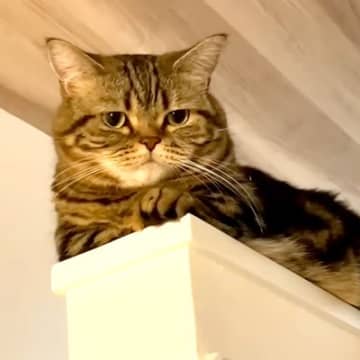 階段を上る２匹の猫→１匹が甘え始めて…思わずハラハラしてしまう『まさかの場所』に「ドキドキしたーｗ」「連続フェイントは流石に笑った」