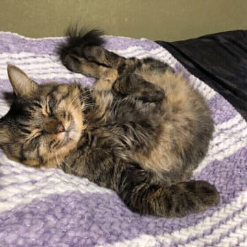 急な温度変化にさらさない対策を！今日からできる愛猫のための腎臓ケアとは