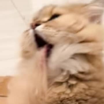 毛づくろいしていた猫→途中で舌がくっついてしまい…『まさかの表情』が80万再生「魂吸われてるみたいｗ」「何回見ても笑ってしまう」と爆笑