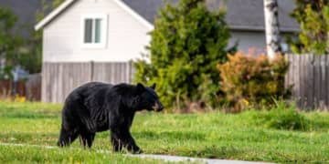 「1か月で35人がクマに…」秋田県への“自衛隊派遣”まもなく？　「県と市町村のみで対応できる範囲を超越」知事SOSの“切迫事情”