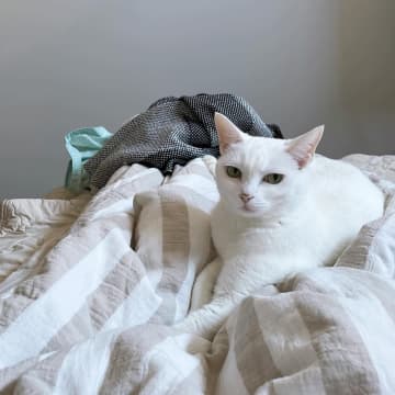 11年前コンビニ裏で保護された猫が…まさかの“大女優”に？「自分を北川景子だと思っている」「水を飲むだけで、この気品！」