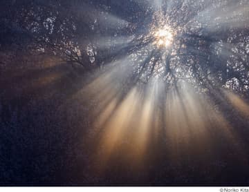 カメラやレンズのタッチ＆トライも！ 自然が織りなす造形美を表現した喜多規子写真展「FORME」