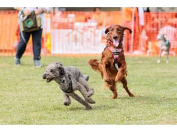 【みなとみらい】愛犬と過ごす秋の一日