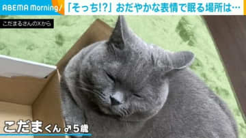 「入るのそっち!?笑」“まさかの場所”で眠りにつこうとする猫に飼い主も困惑