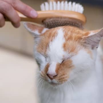 猫の『嘔吐』を減らす習慣5つ 食生活の工夫や日常ケアによる予防策まで