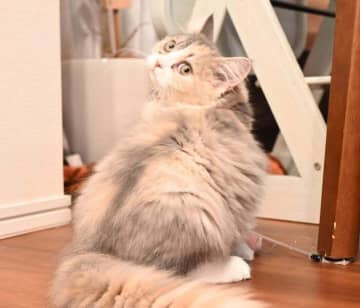 すくすくと成長するサイベリアン子猫にキュン！　ゴロリとおなかを見せてくれる姿にもうメロメロ