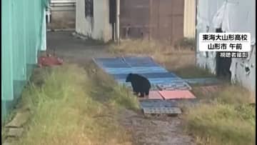 山形市の高校敷地でクマ目撃後に行方不明…野球部グラウンドや室内練習場に入り込み遊ぶ姿も、外での授業を中止