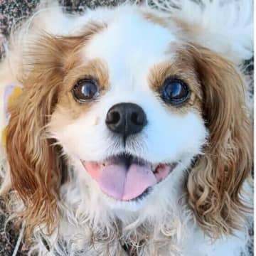 すぐ病院へ！犬を病院へ連れていくべき緊急性の高い症状とサインは？飼い主ができる対応とは
