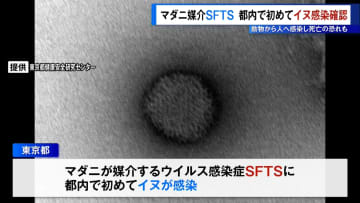 マダニ媒介「SFTS」東京都内で初めてイヌへの感染を確認　動物から人へ感染し死亡の恐れも