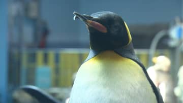 未来のパートナーは？キングペンギンの「ジュン」婚活へ　「一夫一妻制」のペンギンには“重大イベント”　長崎ペンギン水族館