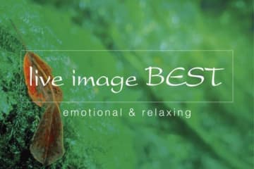 リラクシング系コンサート〈live image BEST〉7年ぶりの復活 葉加瀬太郎・加古隆・宮本笑里ら再結集