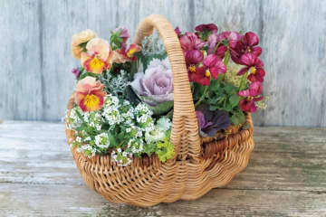 まるで花束のような【パンジー・ビオラの寄せ植え】持ち手つきのバスケットでプレゼントにも◎