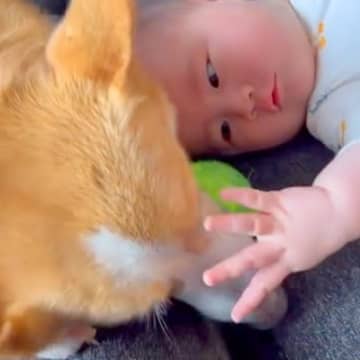 赤ちゃんが『生まれたときから犬と育った』結果→ずっと一緒にいて…尊すぎる『２年間の記録』が話題「守ってる感が出てる」「癒やされた」