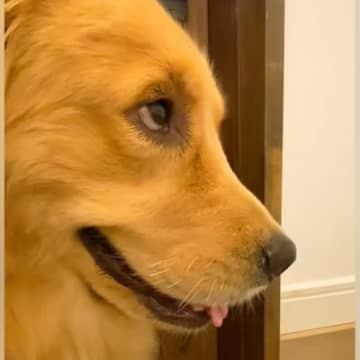 車の音が聞こえたら、大型犬が『ママだ！』と期待して…ドアの前で見せた『真剣すぎる光景』が177万再生「思ったよりガチで草」「顔がｗｗ」