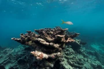 米フロリダのサンゴ、異常な海水温上昇で「機能的絶滅」　世界のサンゴ礁への「警告」と研究者