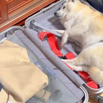 新婚旅行の準備をしていたら、老犬が…まさかの『絶対について行こうとする光景』が139万再生「超絶かわいい」「行く気満々ｗｗ」現在の様子も