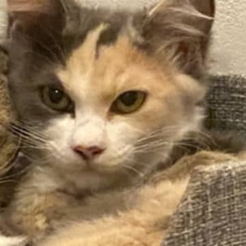 外で暮らしていた『薄汚れた野良猫』が保護されると…見違えるほど美しくなった『感動のビフォーアフター』に「とっても綺麗」「もう面影がないね」