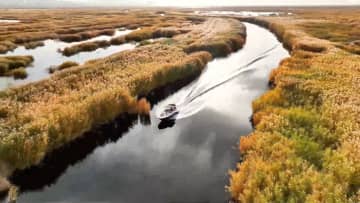 黄金色に染まるコトカケヤナギ林　新疆ウイグル自治区勒克県