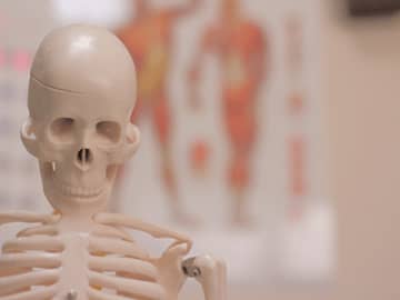 大人の骨は約200個！赤ちゃんは300個!? 大人になると骨の数が減る理由とは【解剖学の話】
