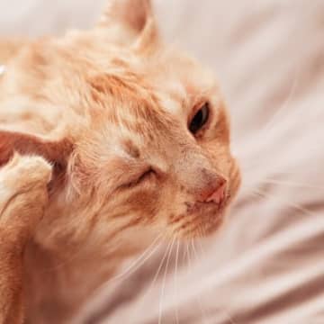 猫も人間もかかる『人獣共通感染症』3選　感染の原因や危険性、予防法まで解説