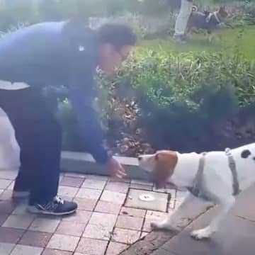 昔ボランティアでお世話した『ガリガリの保護犬』→1年ぶりに再会した結果…思わず涙する『感動の瞬間』に反響「しっぽブルンブルン」「泣いた」