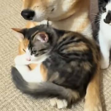 犬の前足に『保護子猫』が乗った結果→動けなくなってしまい…あまりにも愛おしい『困り果てる光景』が29万再生「優しすぎるやろ」「平和空間」