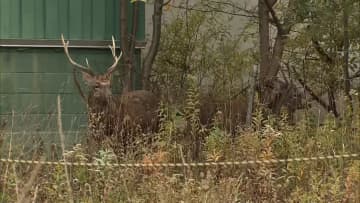 大きなツノのオスジカ２頭が札幌の住宅街に居座る「キツネは見るけどシカは初めて」住民驚き