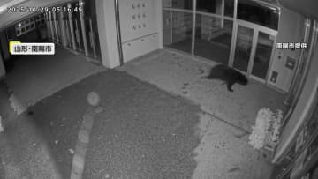 クマ出没相次ぐ　福井・勝山市で“緊急銃猟”で2頭駆除　埼玉・飯能市のキャンプ場では“オオカミの尿”や撃退スプレー貸し出しなど対策