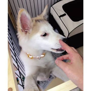 人が苦手で“難しい性格”だった生後4カ月の保護子犬　9年を経て“家族の心の拠り所”に