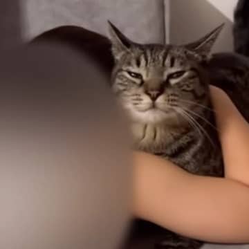 泣いている女の子のそばで、猫が…つい目頭が熱くなる『優しい行動』に「涙が出た」「感動で泣いてしまった」「本当に愛おしい」と14万再生