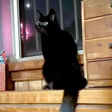 猫と犬が花火を見た結果→パパが不在のため、少し寂しそうな様子で…お出迎えで見せた『愛情いっぱいの光景』に反響「家族が揃うって最高」