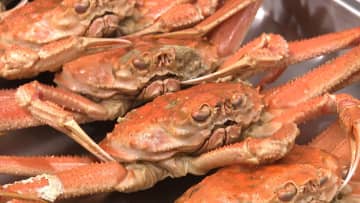 ズワイガニそっくりの“海の厄介者”「オオズワイガニ」がうれしい豊漁　安価で美味…北海道・えりも町では地域おこしの救世主に