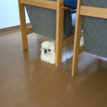 飼い主の出かける準備を見守る犬→邪魔にならないように見守る様子が16万表示「まるで食パンの妖精ｗ」「箱ティッシュかと思った」と爆笑の声