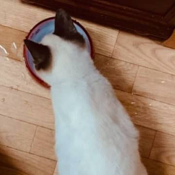 ひき逃げに遭った保護子猫、わずか数カ月で“焼きちくわ柄”に成長！　愛らしいビフォーアフターにほっこり