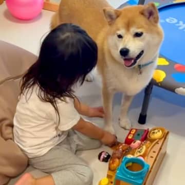 おうちに遊びに来た『３匹の犬』と遊ぶ女の子→帰る時間になると…離れたくなくて見せた『愛おしい光景』に反響「大好きなんだね」「たまらん」