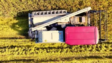 実りの秋、稲刈り最盛期　中国安徽省合肥市