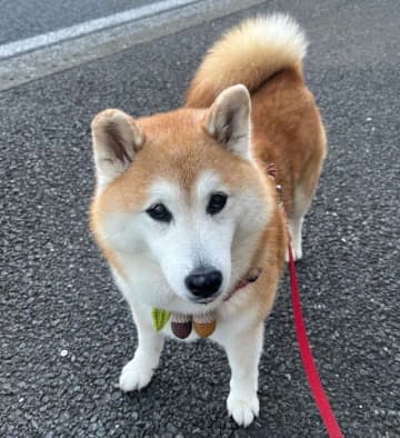 散歩中に“シュン”とした表情で立ち止まる柴犬が飼い主の一言で“ニコニコ顔”に！　表情の変化が愛おしい