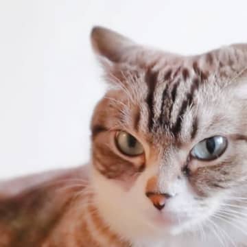 愛猫に『恨まれてしまう』飼い主のNG行動3選　不快感を与える原因や信頼を失うリスクまで