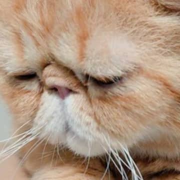 困ったような表情を浮かべていた猫→すぐ後ろには…「笑いが止まらないｗｗ」「絶対後ろ向けないね」まさかの瞬間に３万いいねの反響