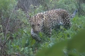 河北省で複数回にわたり赤外線カメラがキタシナヒョウを捉える―中国