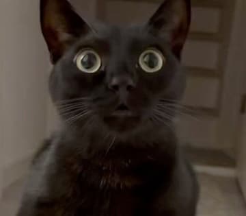 「座り方なに!?」とツッコミ！　黒猫が深夜に見せた“クセ強ポーズ”に爆笑