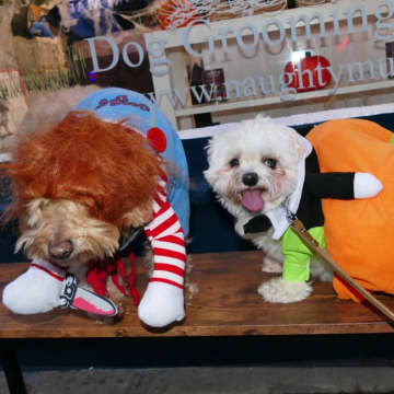 ハロウィンにペットに仮装させることで有罪の可能性