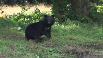【独自】「ガバメントハンター」確保・育成の支援など7項目の原案判明　国民民主がクマ対策で政府に申し入れへ