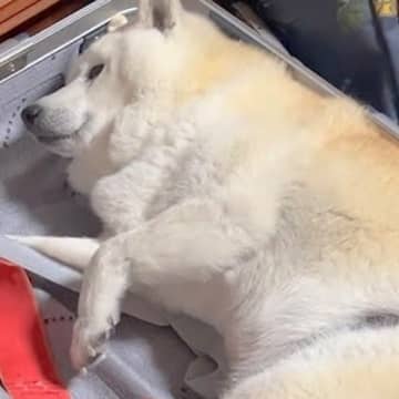 新婚旅行の準備をしていたら、老犬が…『絶対について行きたい』衝撃的な行動が139万再生「超絶かわいい」「行く気満々ｗｗ」現在の様子も